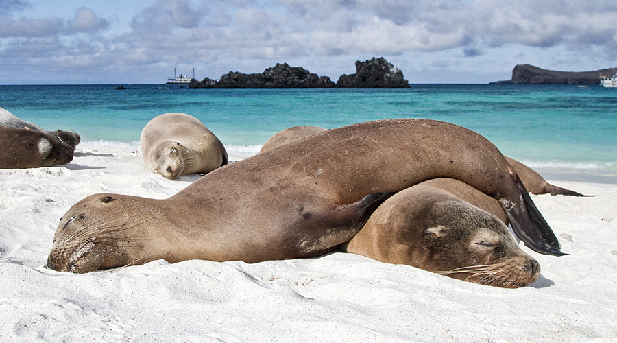 arquipélago de galápagos: focas