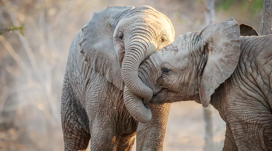 Safáris na África: elefantes