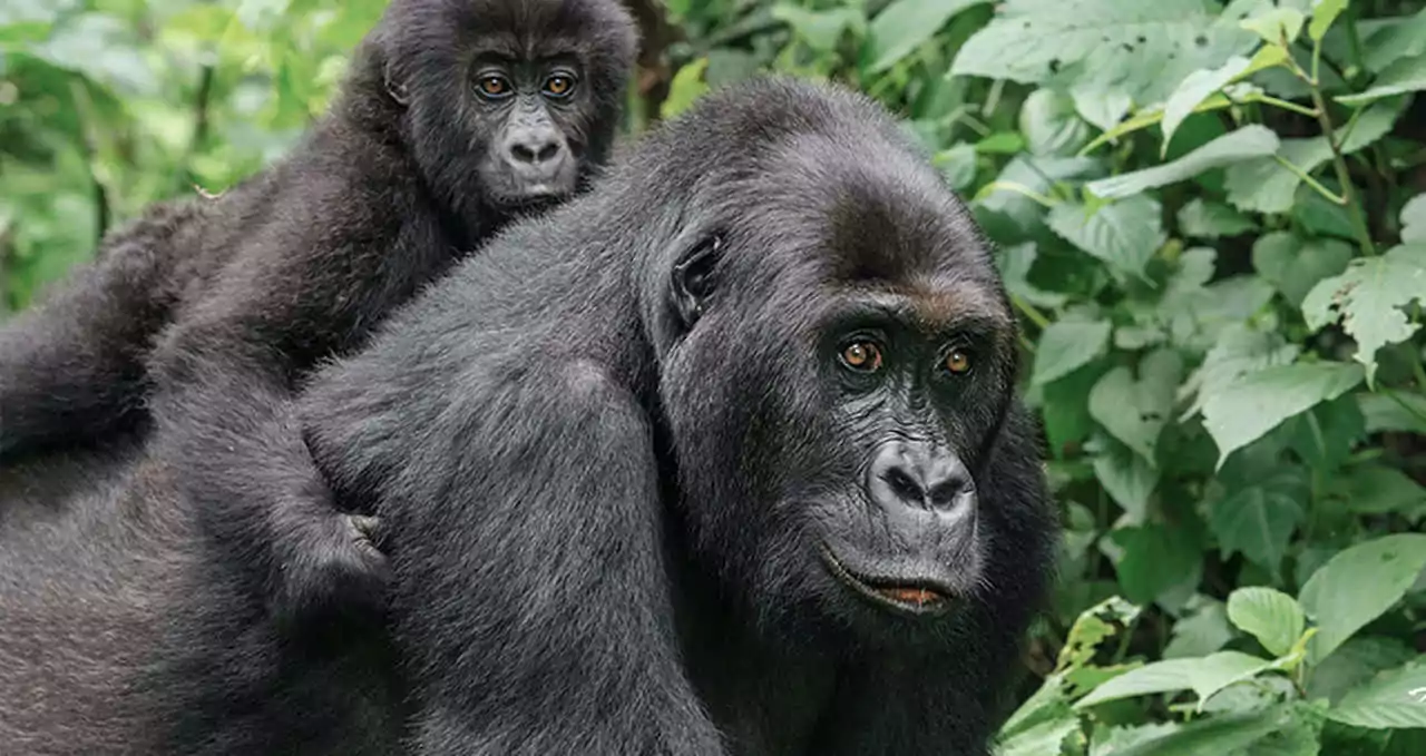 Clima da África Gorilas da Ruanda