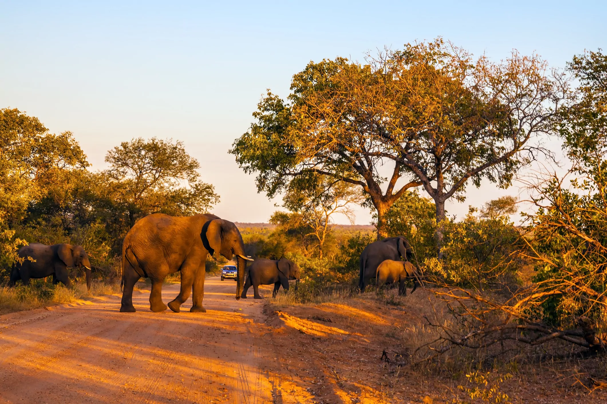  Melhores destinos de viagem: África e sua vida selvagem