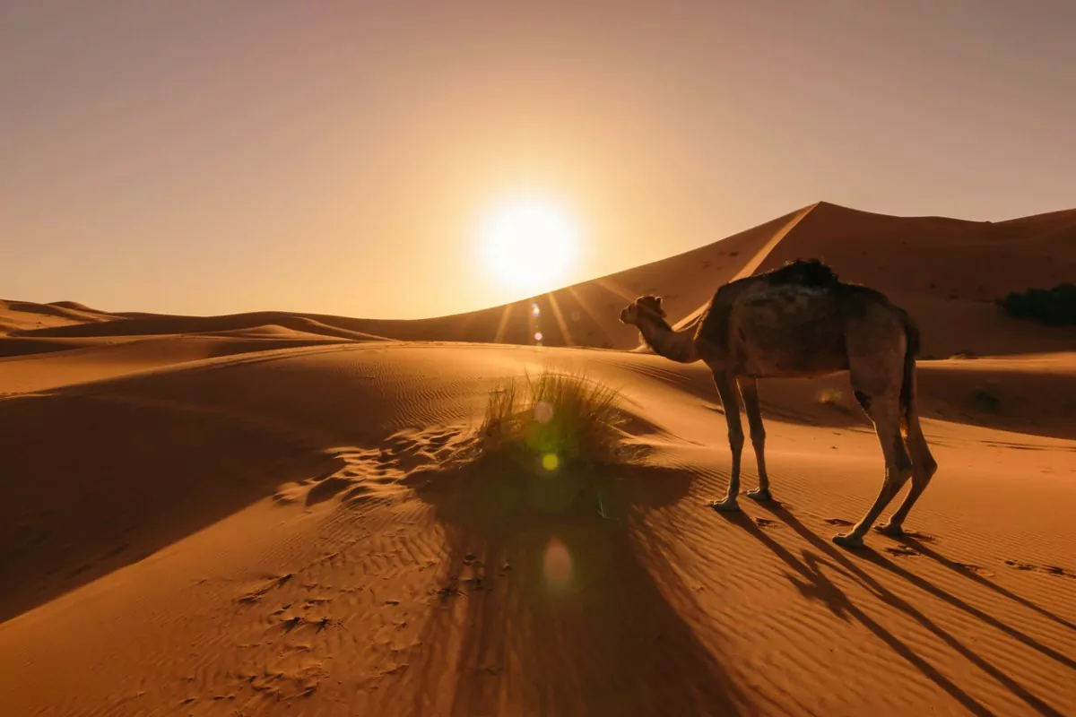 dunas com camelo descansando e por do sol ao fundo