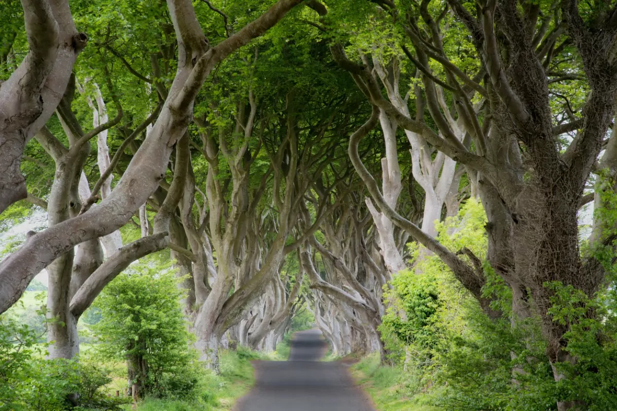 caminho de árvores no norte da Irlanda