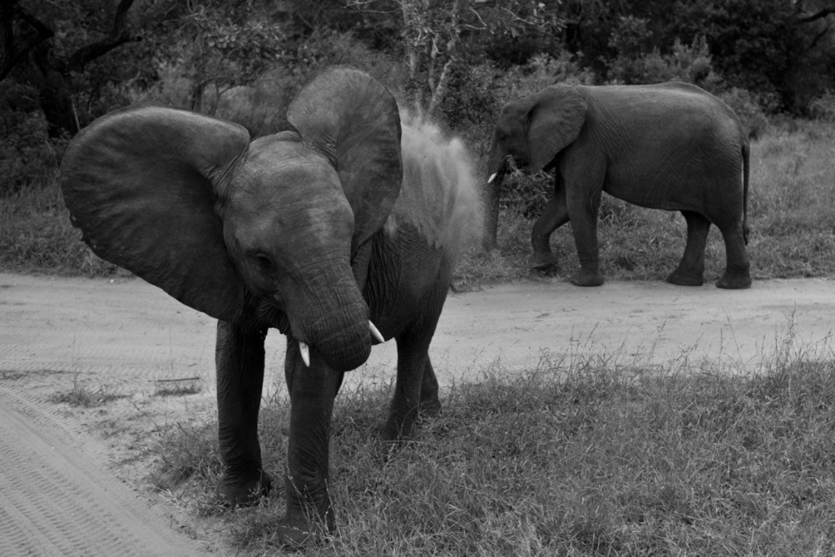 dois elefantes em foto preto e branco