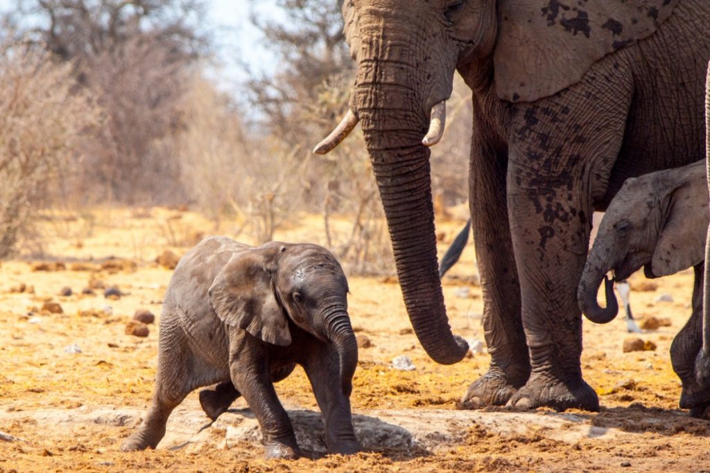 Safári com Criança na África do Sul — Conheça os Melhores Lugares para ...