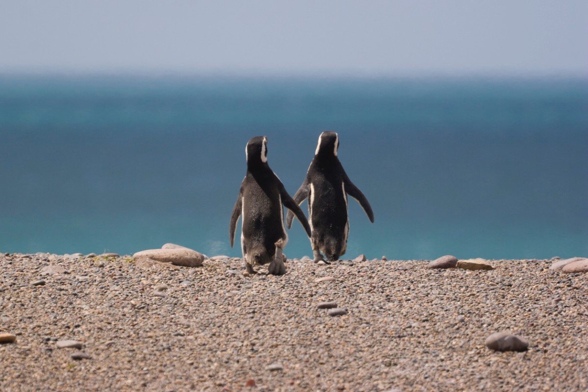 dois pinguins indo em direção ao mar