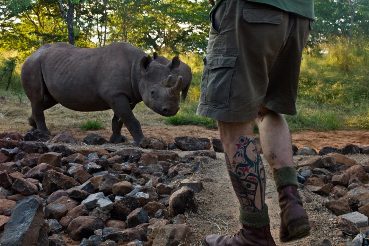 detalhe da perna de um homem perto de rinoceronte na savana