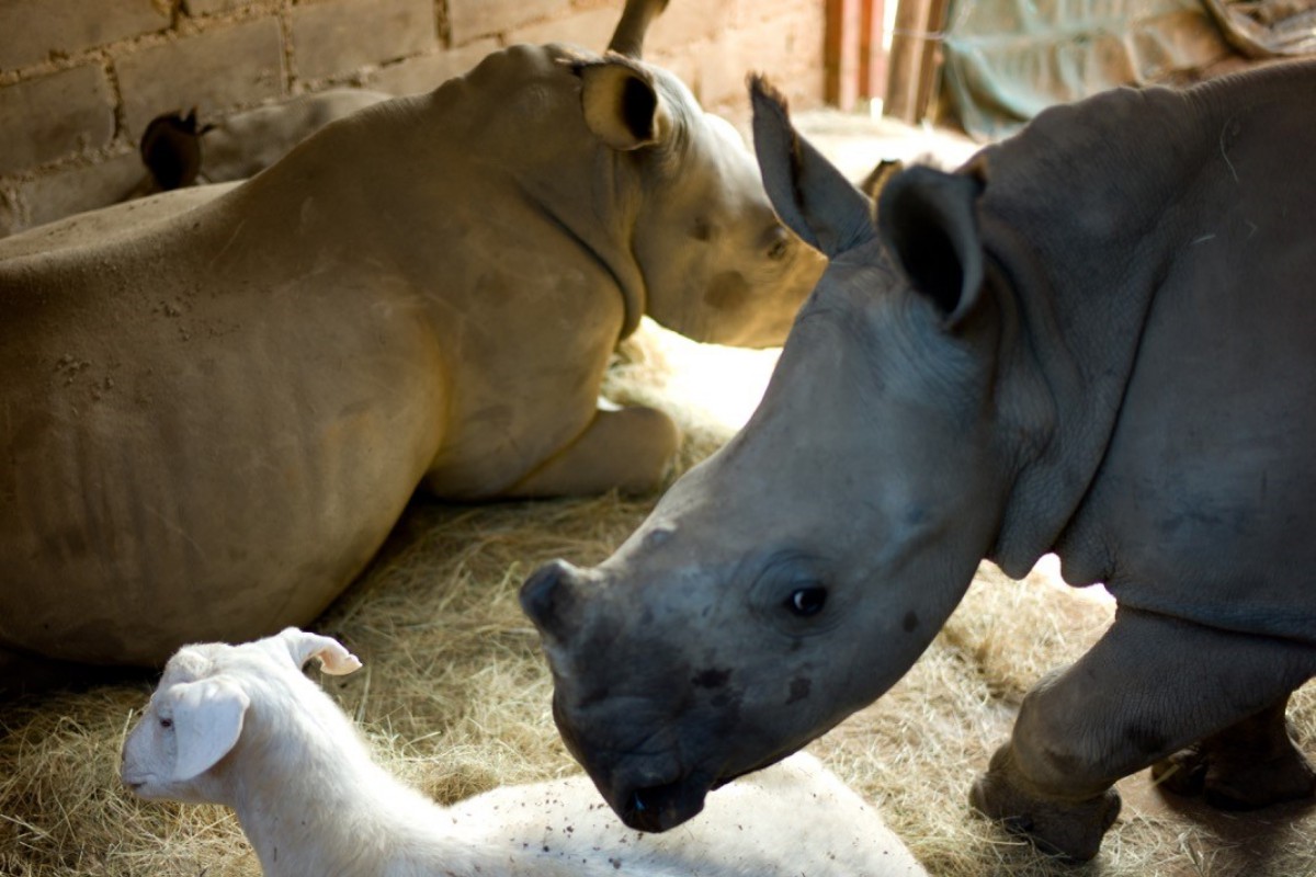 zimbabue e africa do sul rinoceronte branco