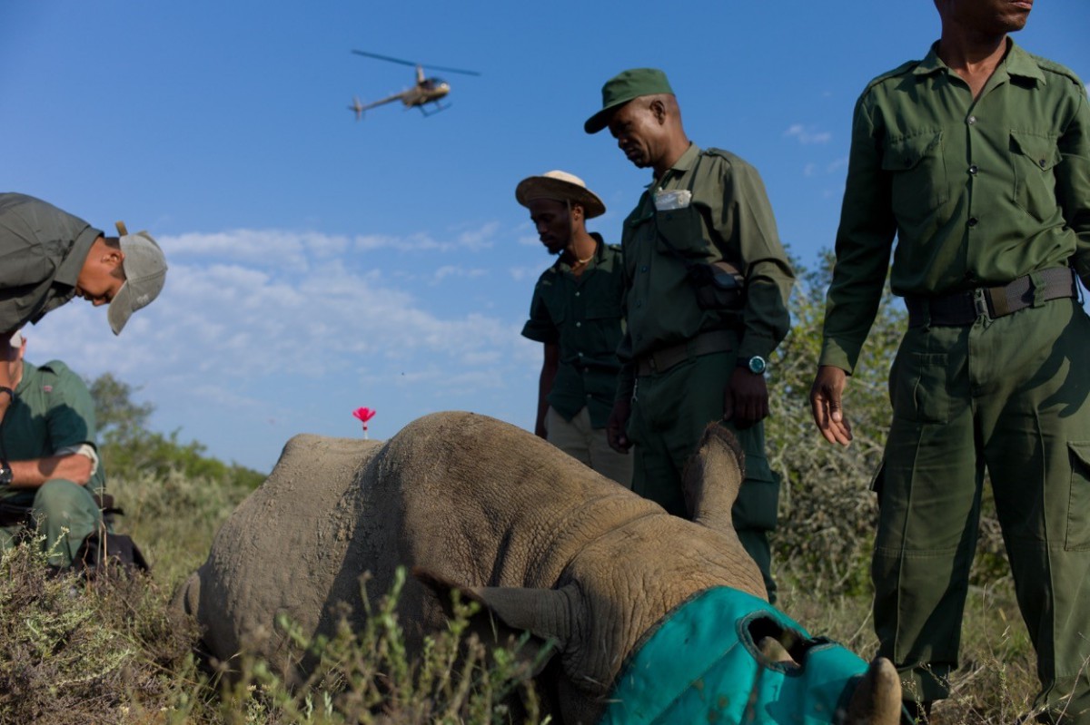 rinoceronte sendo examinado por equipe com helicóptero ao fundo