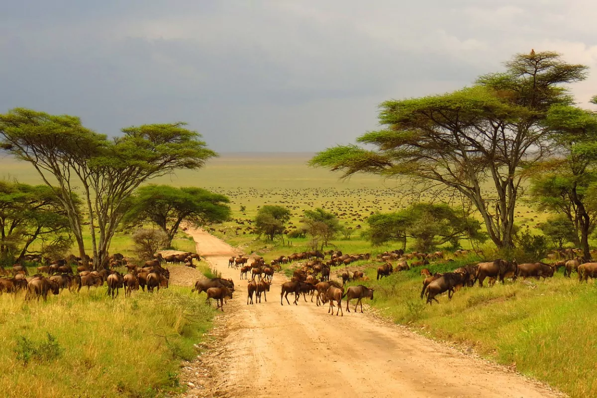 Safári com criança: Serengeti