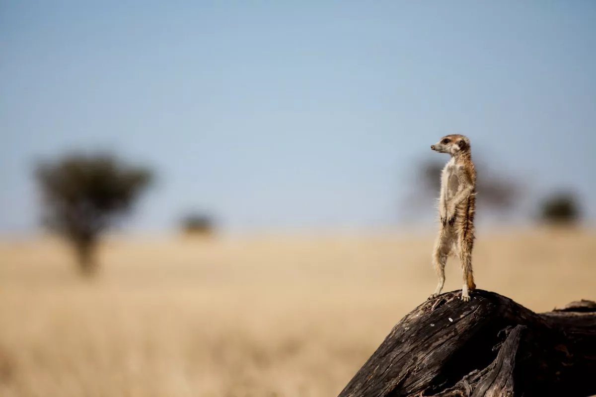 Safári com criança: África do Sul