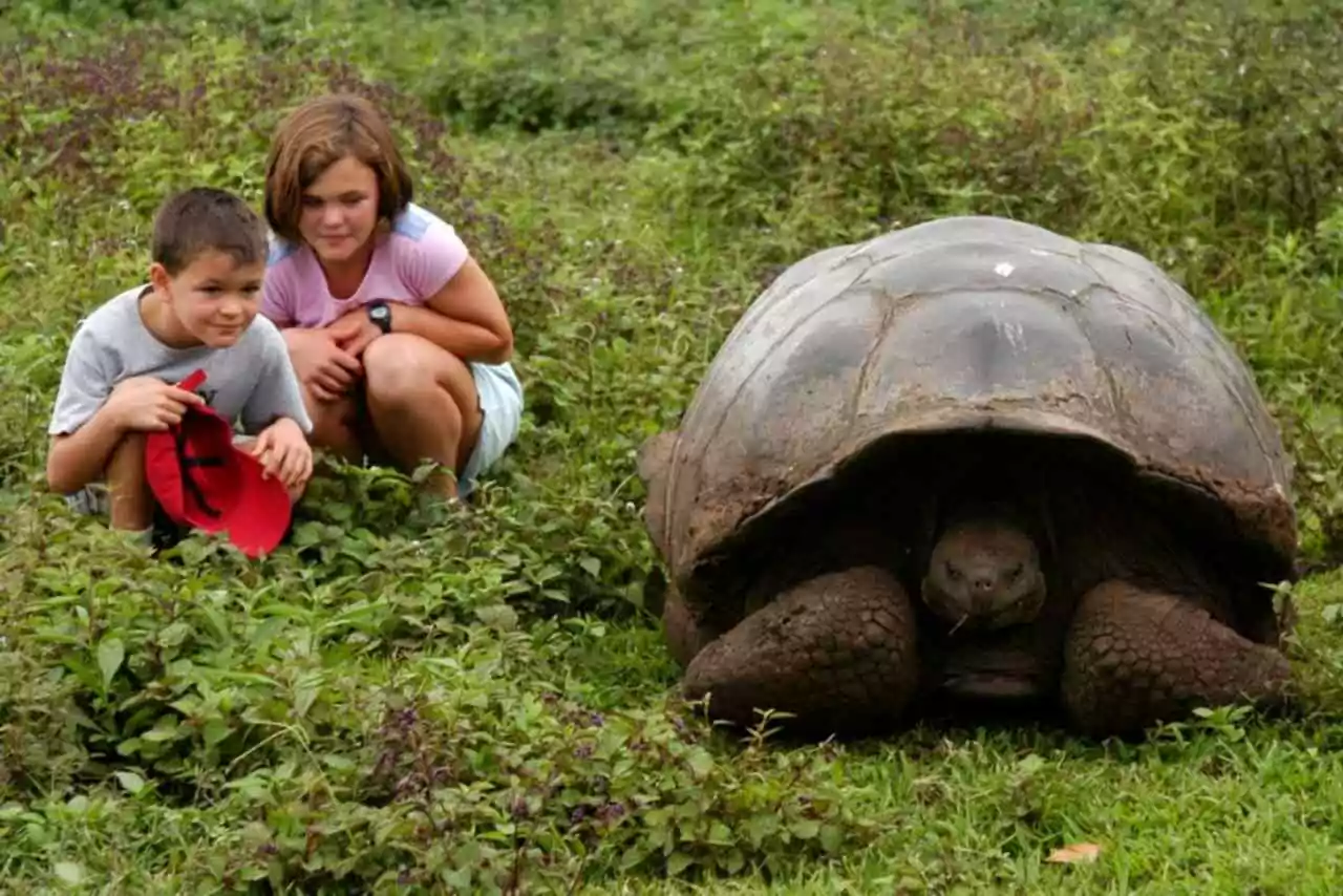 Viagem com crianças para Galápagos - tartarugas