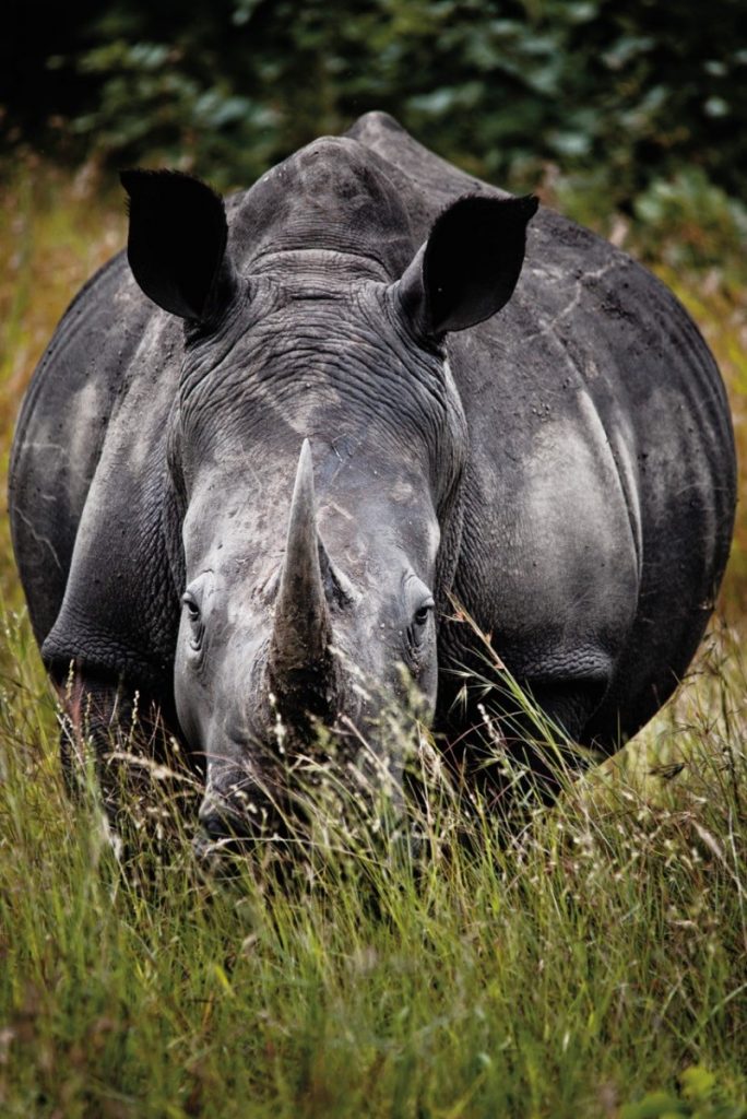 imagem de um rinoceronte enorme visto de frente com seus chifres