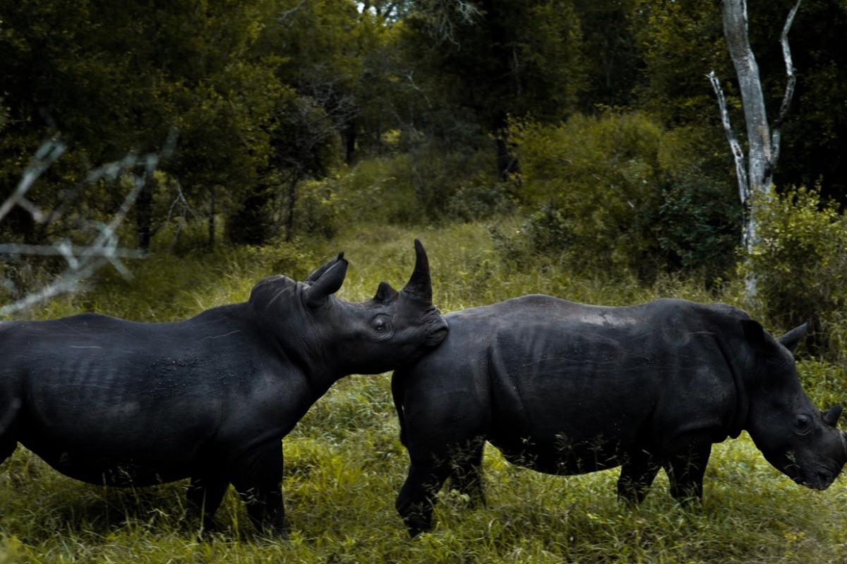 dois rinocerontes negros na mata