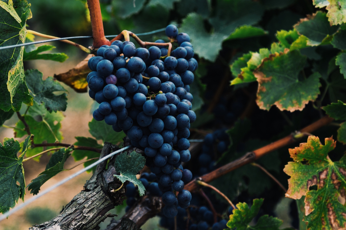 Aprecie os Vinhos Orgânicos e Biodinâmicos na Nova Zelândia