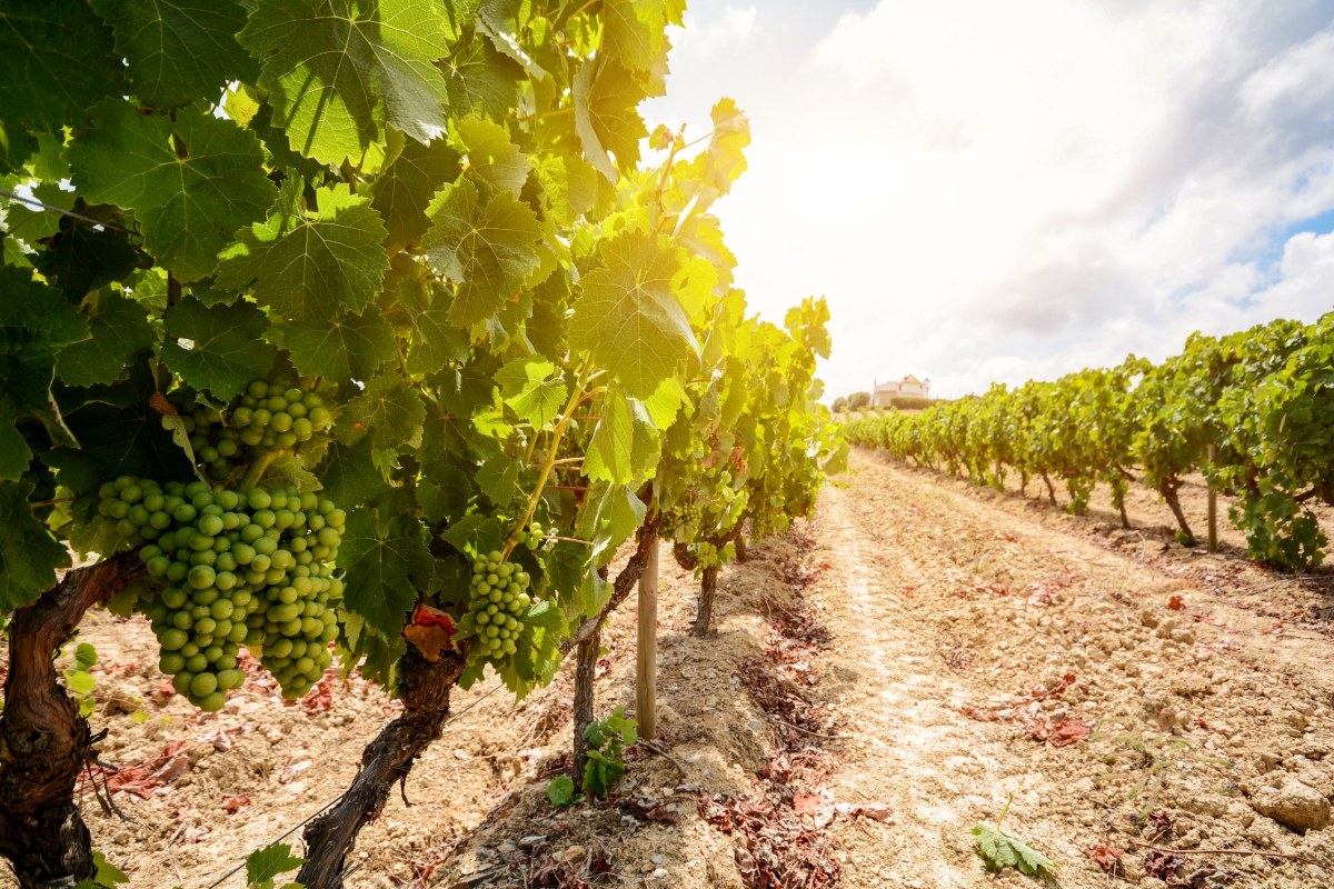 Vinhos portugueses em Alentejo, em Portugal