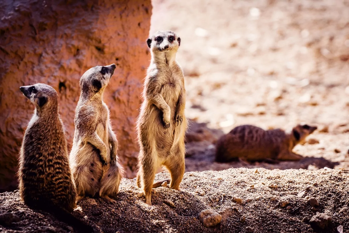 lugares para conhecer na áfrica do sul Deserto do Kalahari