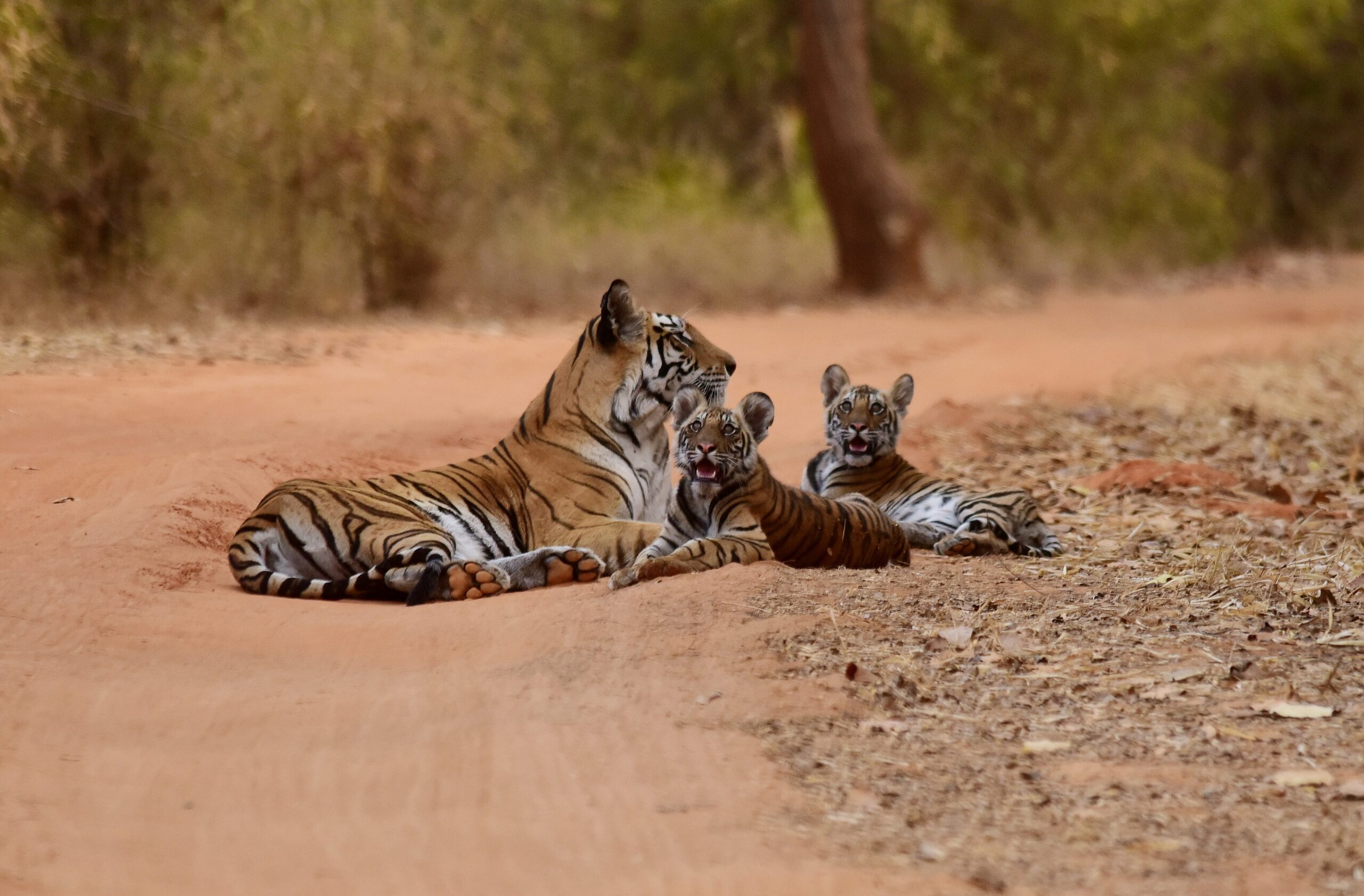 a importância santuários selvagens na Índia para a preservação dos tigres