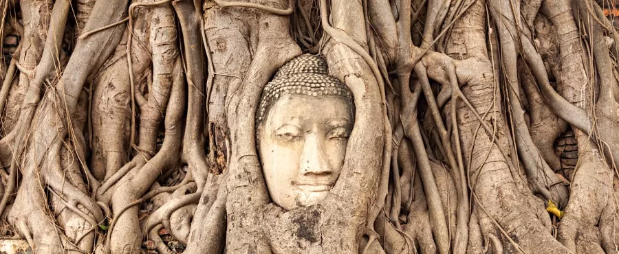tailandia-buda-arvore