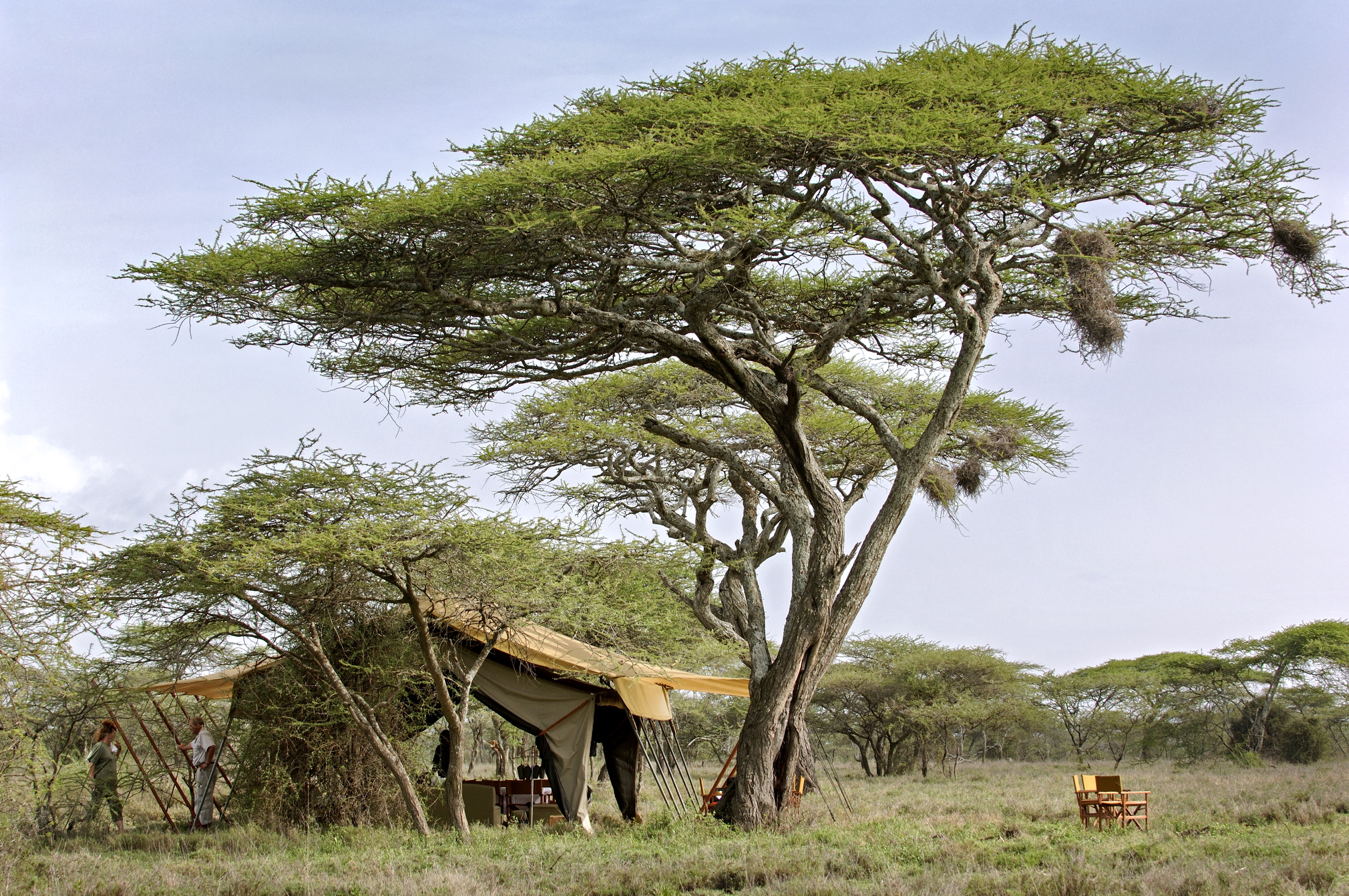 Países da África: Serengeti Under Canvas, Tanzânia
