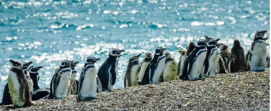 patagonia-quando-ir-pinguins-de-magalhaes