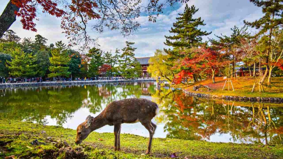 todai-ji-templos-japoneses