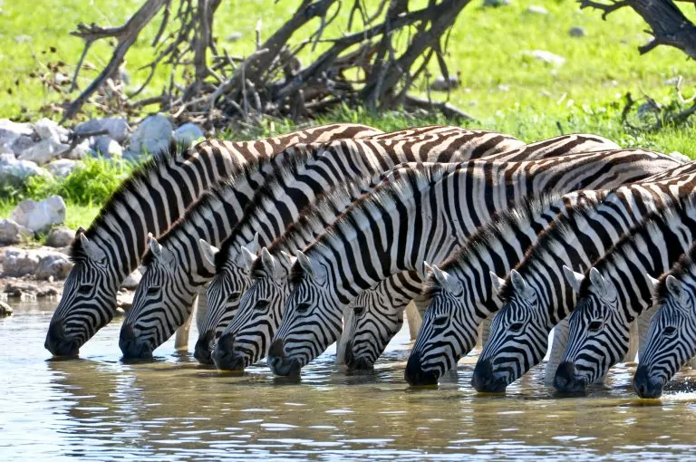 viajar-pela-namibia-zebras