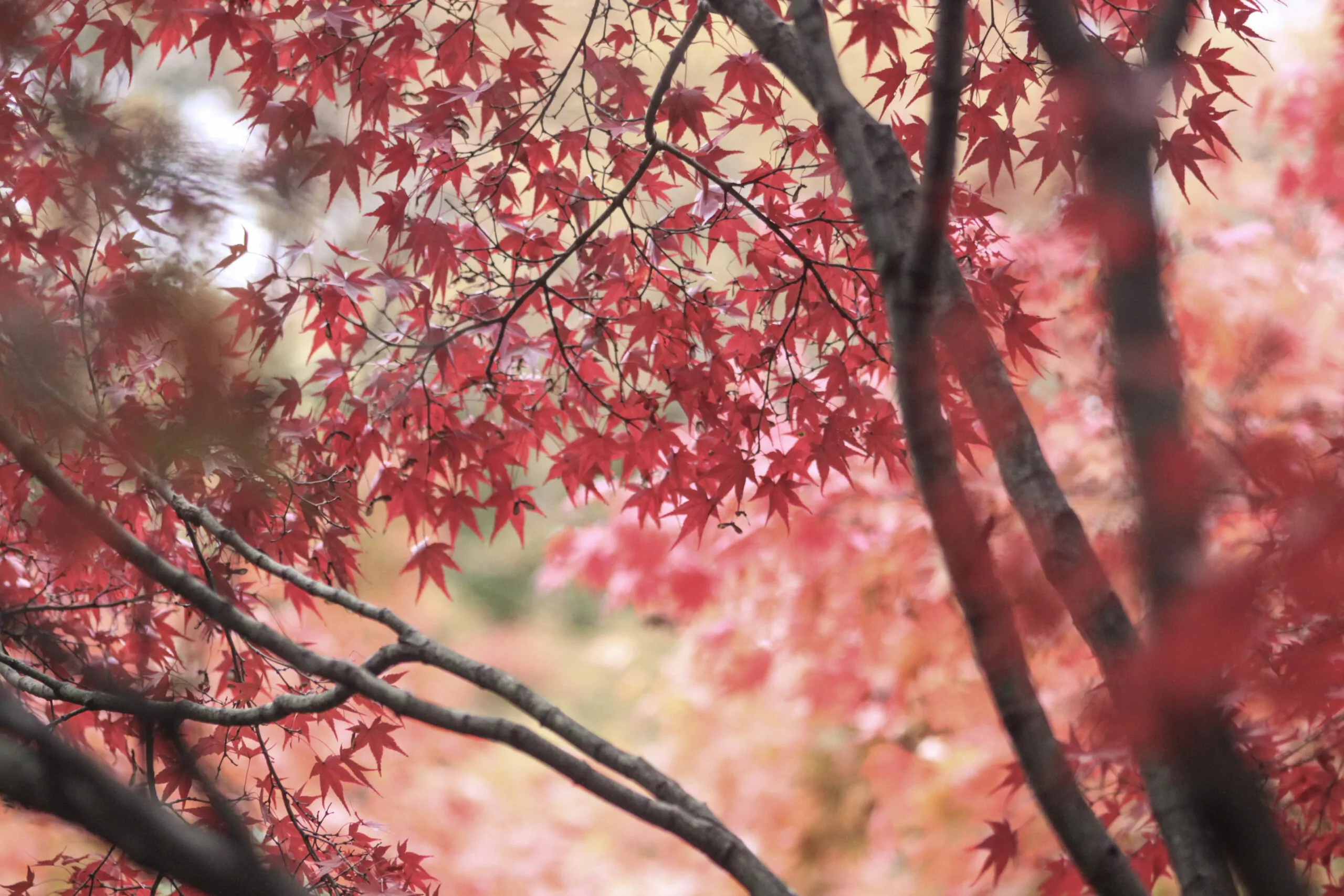Outono no Japão. Imagem com foco nas folhas alaranjadas de uma árvore. Ásia na melhor época.