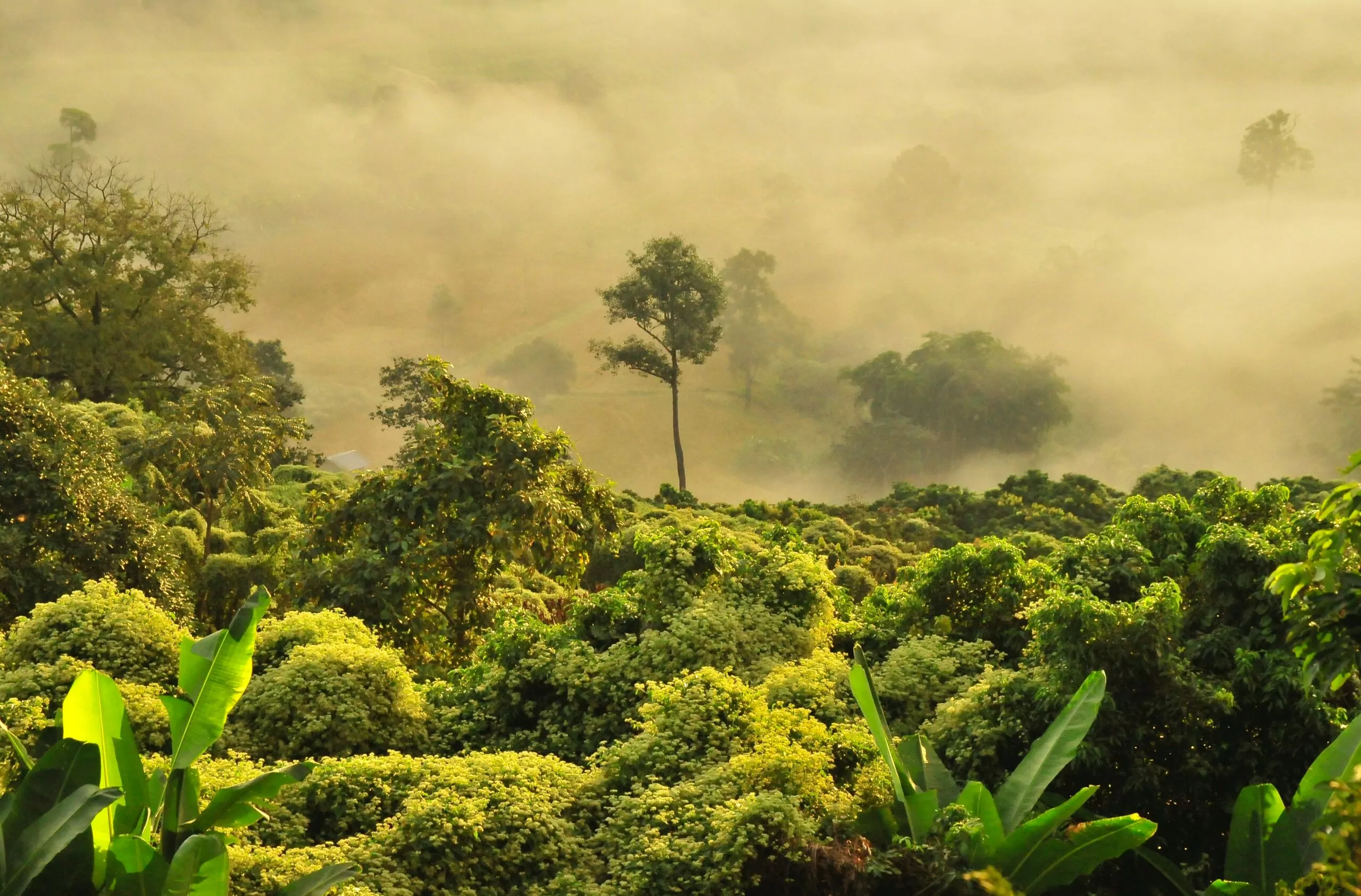 Verão na Tailândia. Uma floresta com bastante neblina e umidade.
