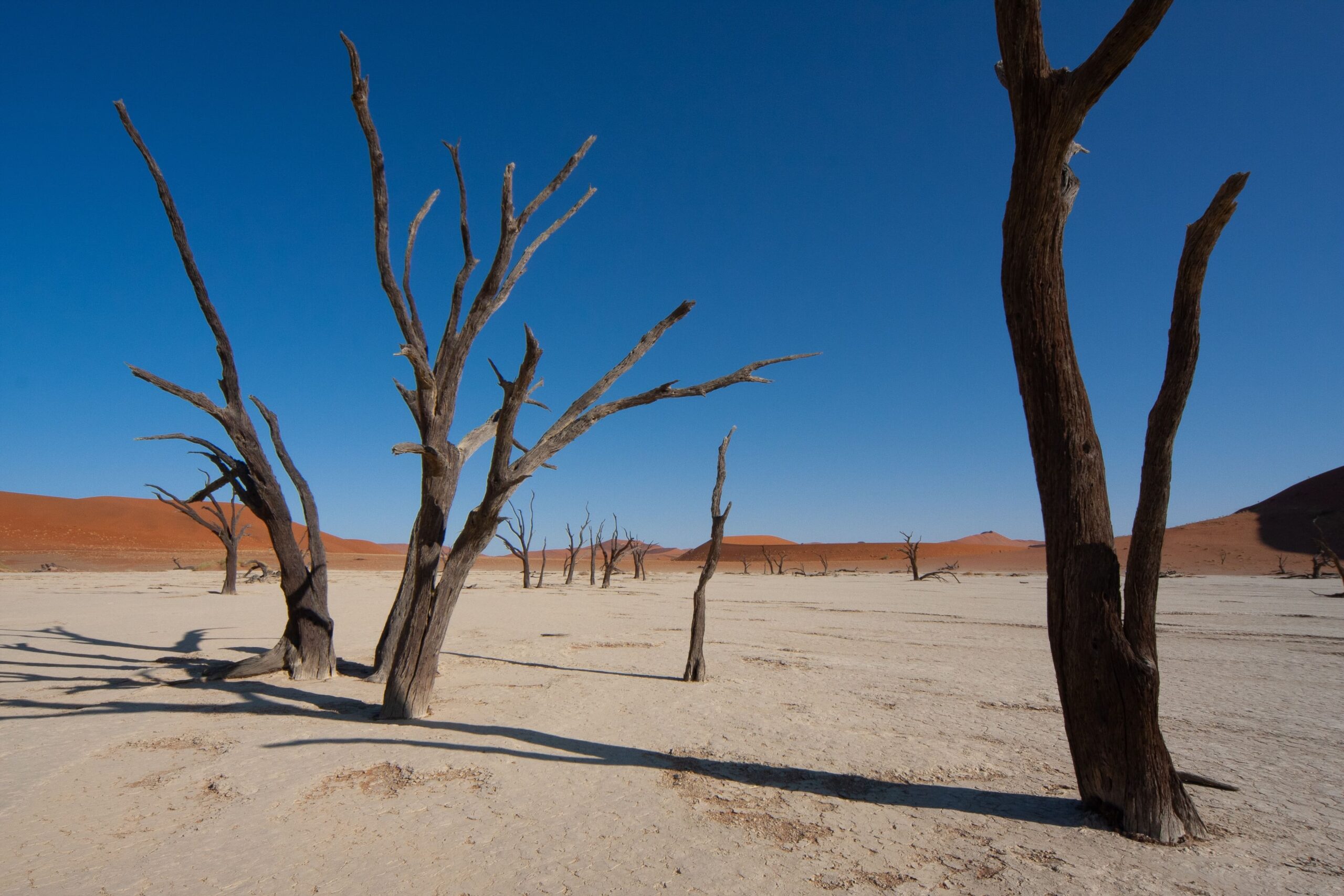 Deserto da Namíbia: fauna e flora