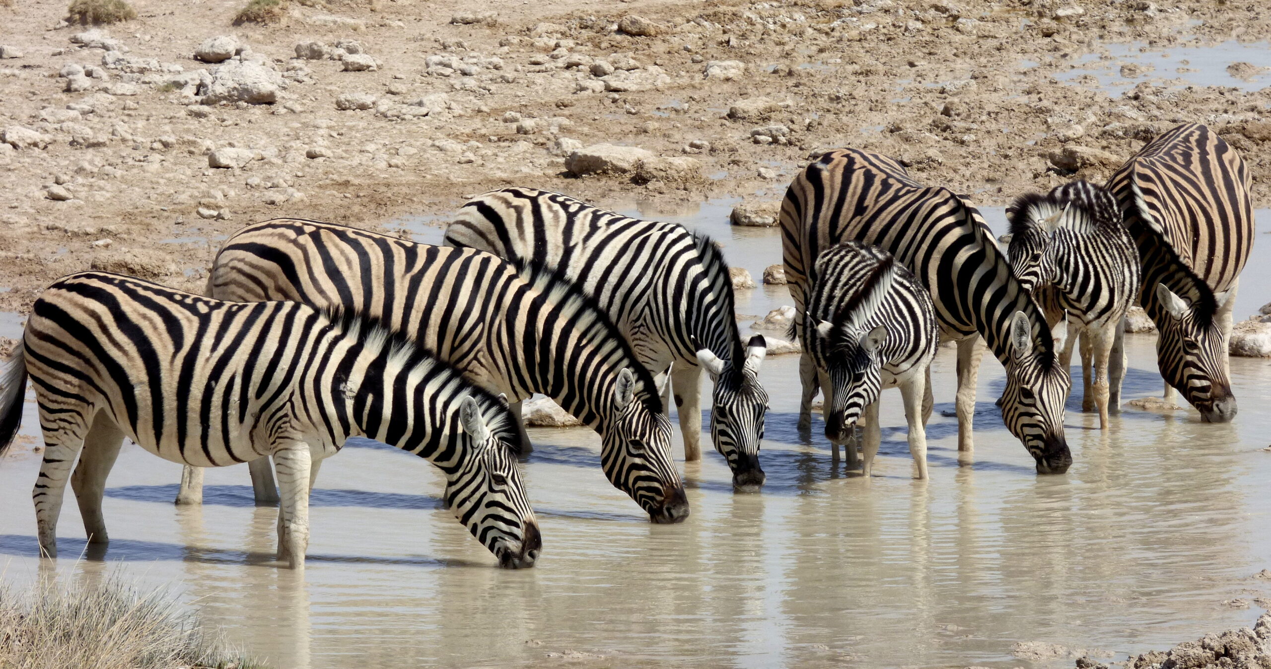 Zebras na Namíbia.