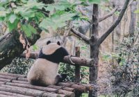 pandas na china