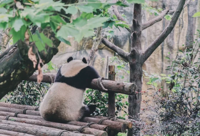 pandas na china