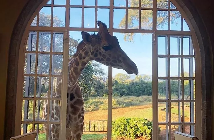 Entre girafas - uma viagem para o Quênia