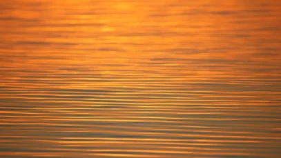 As raízes que não queimam – o Pantanal precisa de ajuda