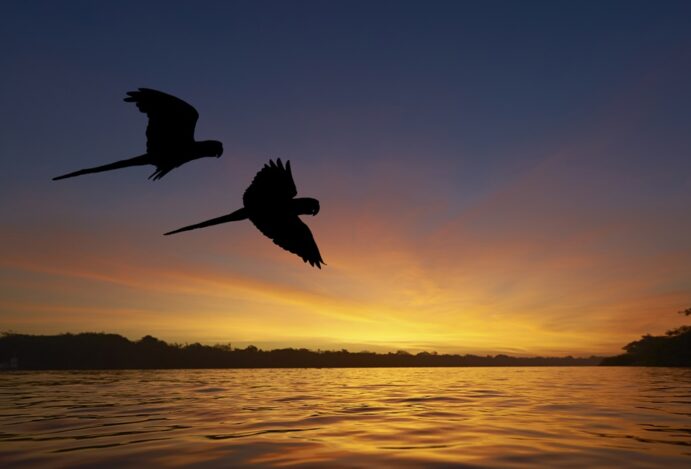 Pantanal em chamas. Foto de araras sobrevoando um rio na região pantaneira antes dos incêndios.