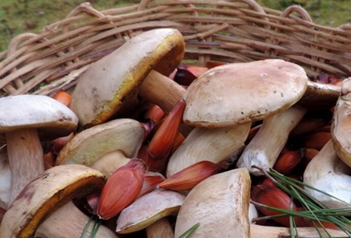 Caça aos cogumelos em roteiro gastronômico. Cesta cheia de cogumelos e pinhões.