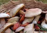 Caça aos cogumelos em roteiro gastronômico. Cesta cheia de cogumelos e pinhões.