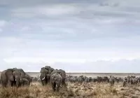 Elefantes, zebras e gnus na savana africana do Serengeti safari.