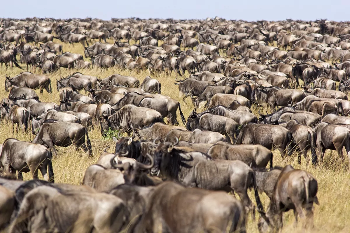 Gnus em savana africana são parte da grande migração anual que acontece no Serengeti safari.