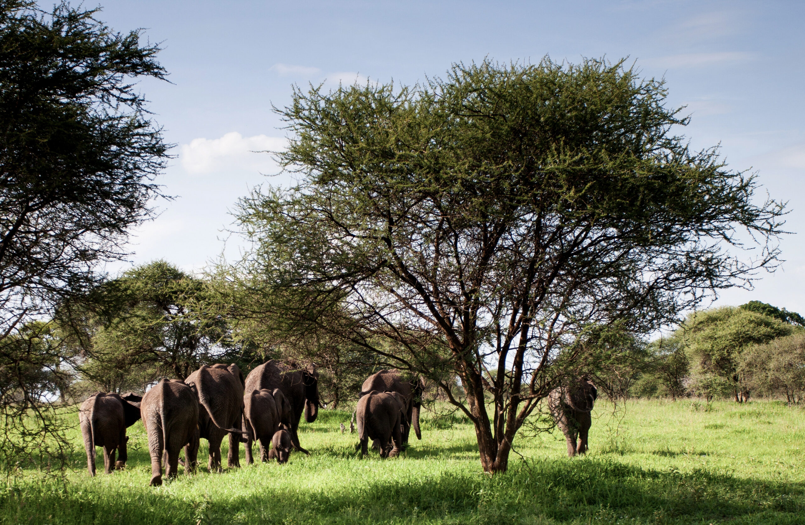 Elefantes no Serengeti safari.