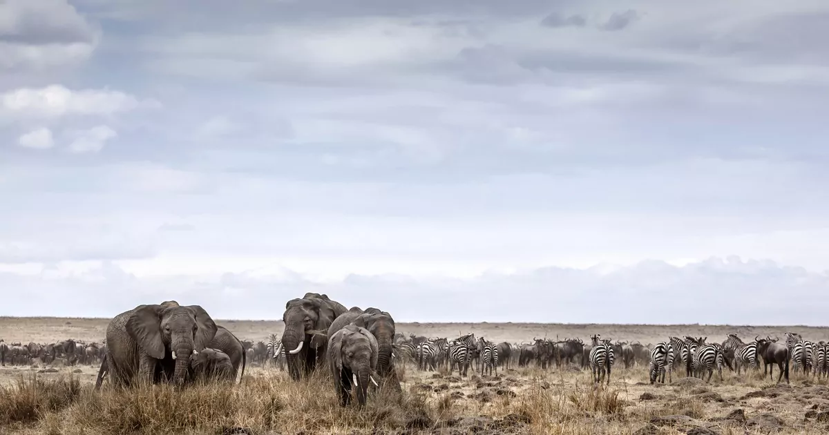 Serengeti safari: o que esperar dessa experiência