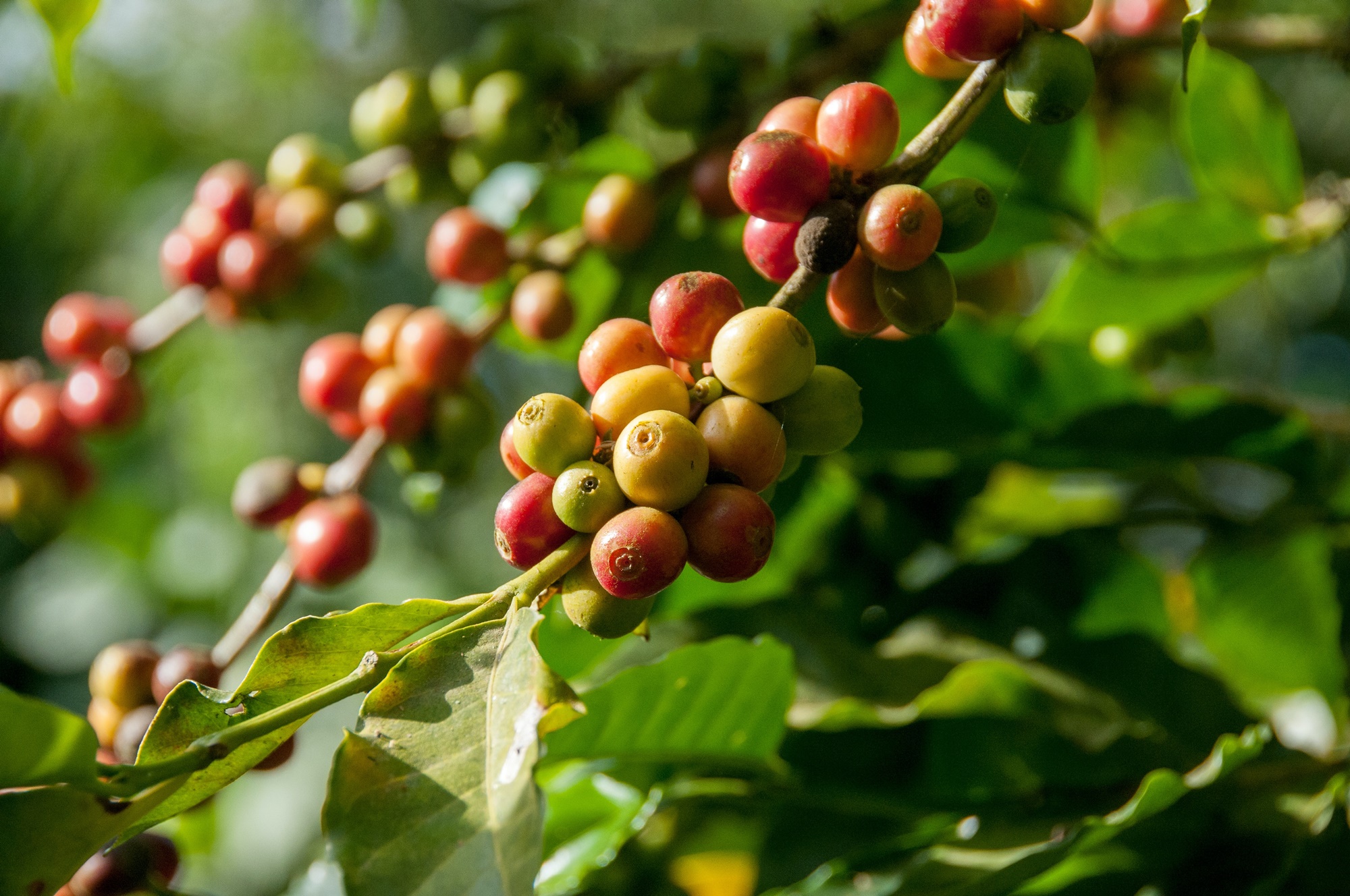 Grãos de café em plantação de Barichara.