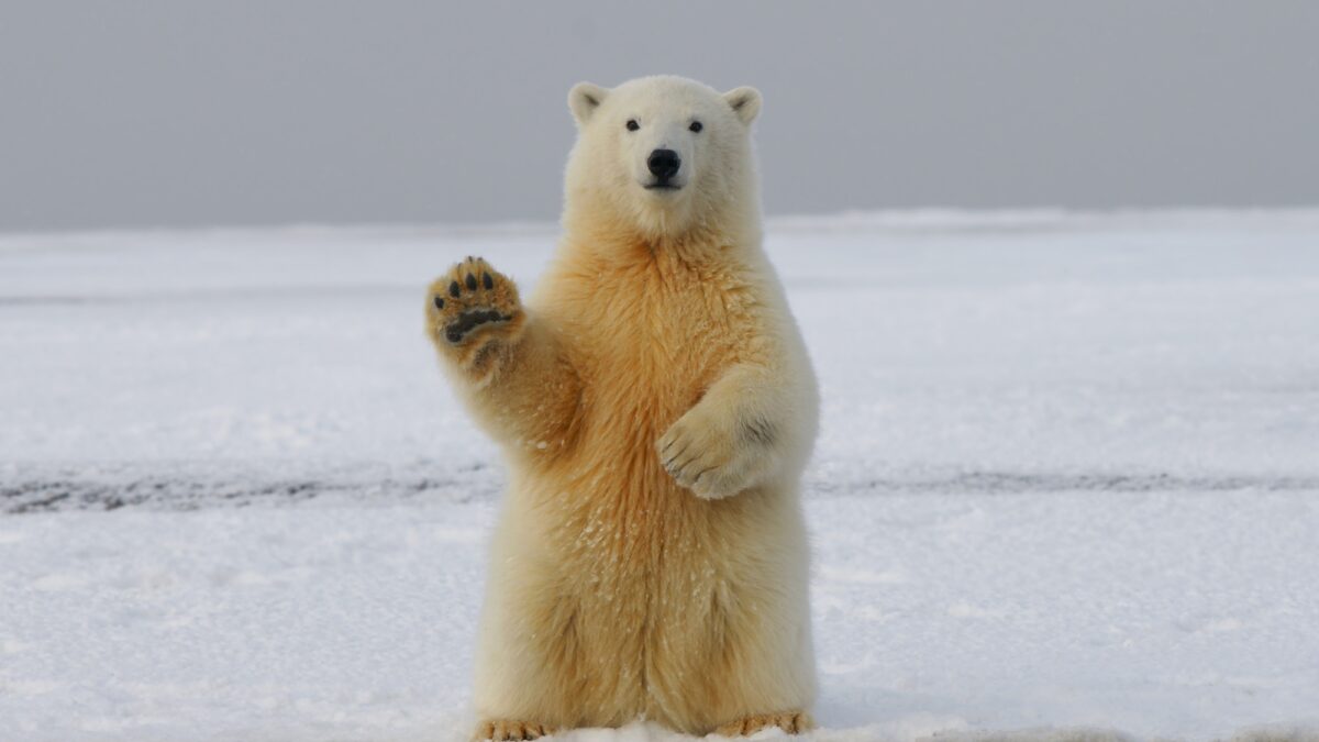 safari-artico Urso polar em safári no Ártico.