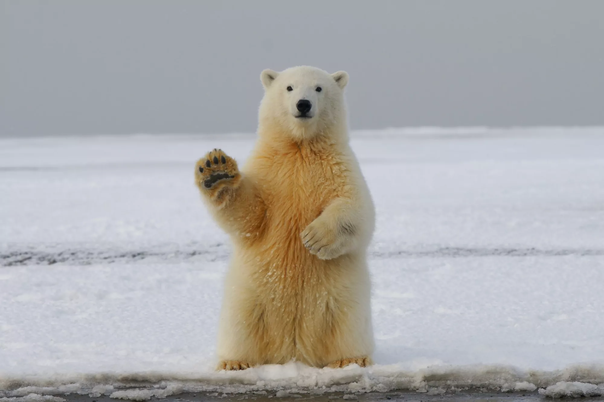 Urso polar em safári no Ártico.