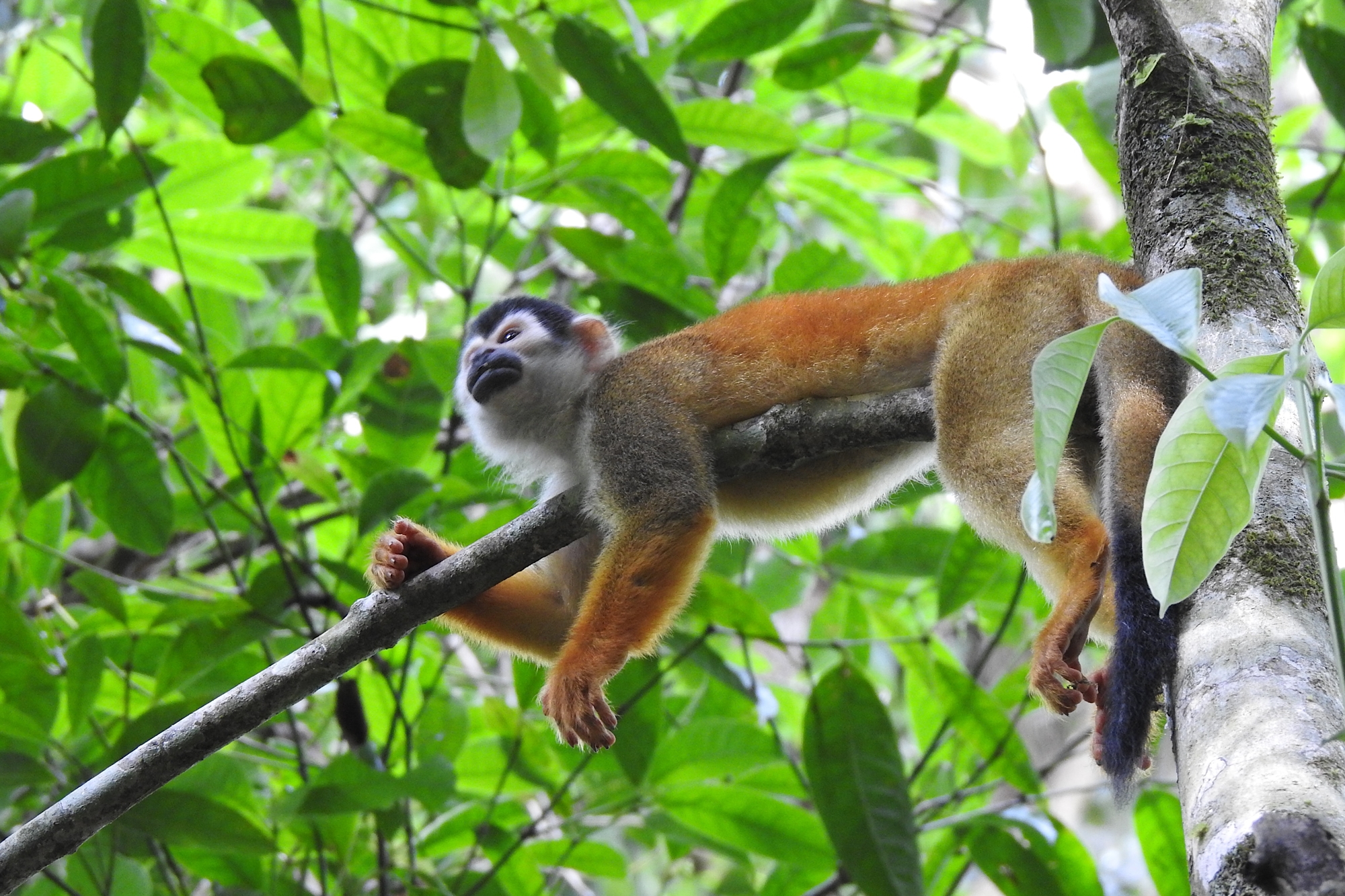 Safári fora da África - Costa Rica.