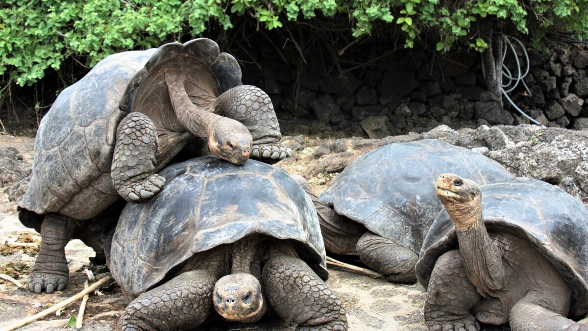 safari-galapagos Tartarugas gigantes no safári em Galápagos.