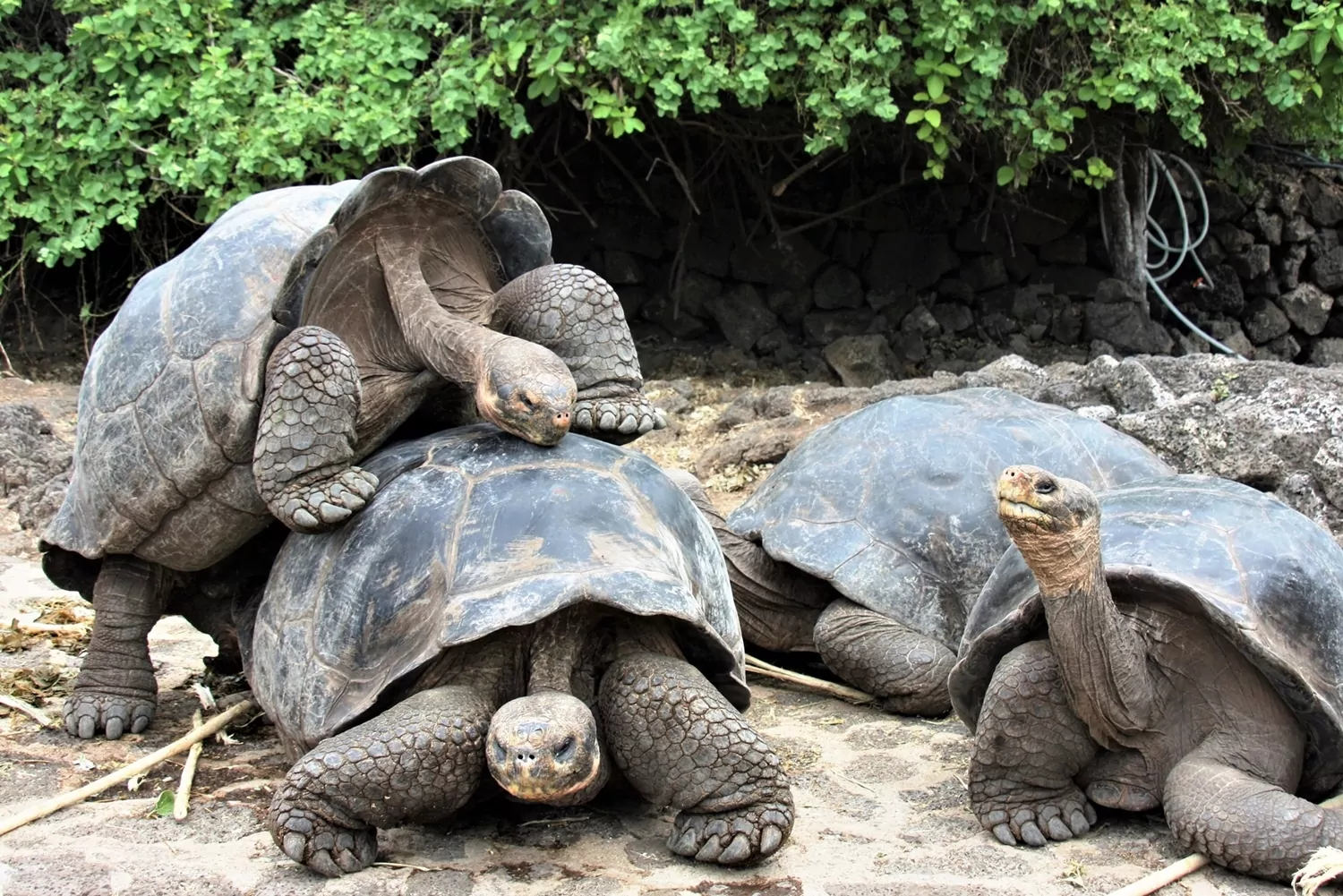 Tartarugas gigantes no safári em Galápagos.