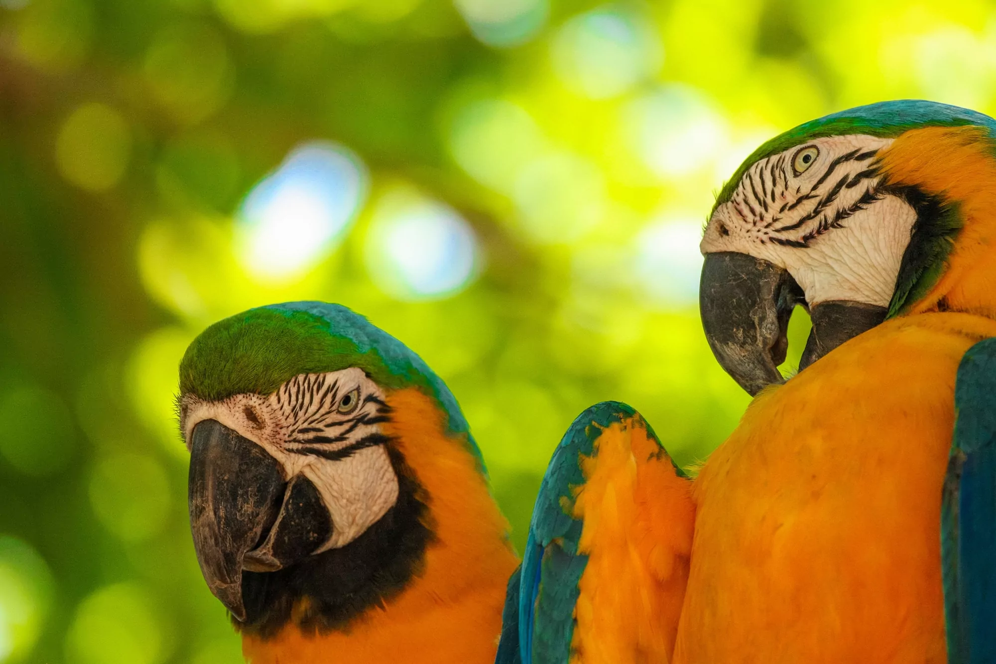 Safári fora da África - Pantanal