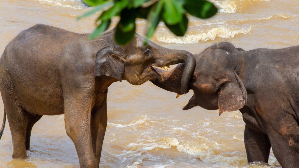 safari-sri-lanka Elefantes em safári no Sri Lanka.