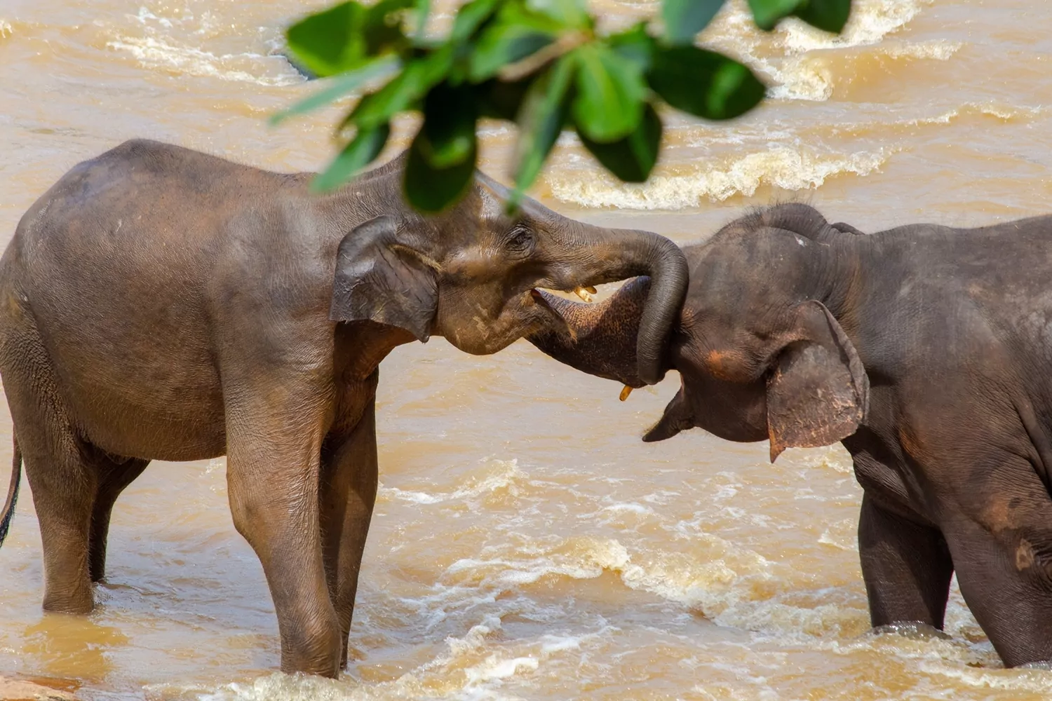 Elefantes em safári no Sri Lanka.